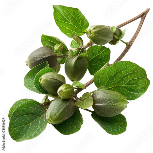 unique fresh caperberries with twig leaves on a isolated background png, transparancy background photo