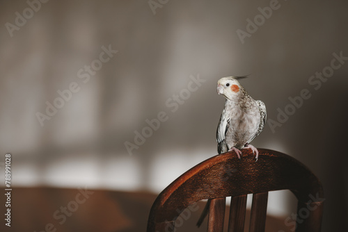 Female Cockatiel bird aka Nymphicus hollandicus...