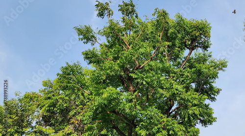 The quinine or neem tree has dark green leaves. The leaf edges are slightly wavy. It has medium sized, greenish-yellow fruits. Scientific name: Azadirachta indica is a bitter herb. Eat young leaves
