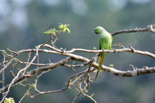 green parrot on branch