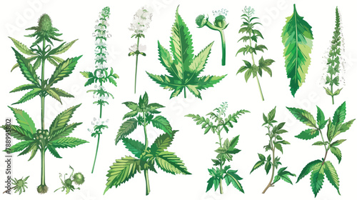 Nettle medical botanical isolated illustration. Plant