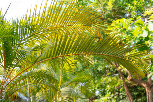 Palm leaves on nature in the park. Tropics