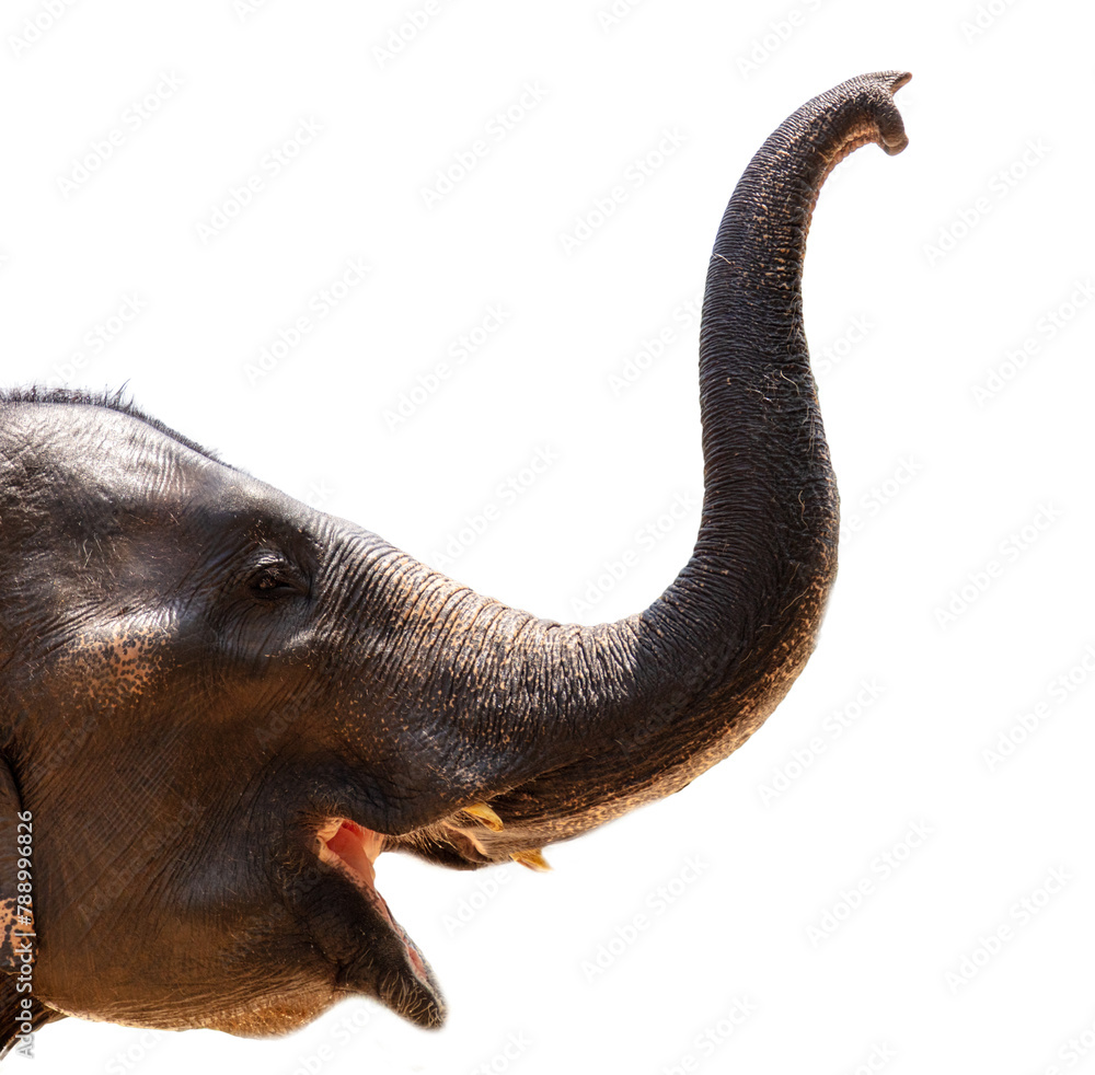 Obraz premium Elephant portrait isolated white background