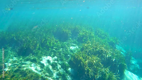 Wallpaper Mural Underwater wildlife in Florida springs. Beautiful tropical nature with fresh water vegetation Torontodigital.ca
