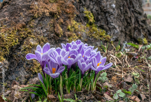 A bouquet of blooming spring flowers, crocuses