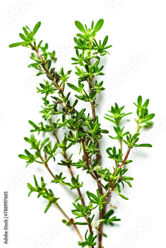 A sprig of thyme against a white backdrop.