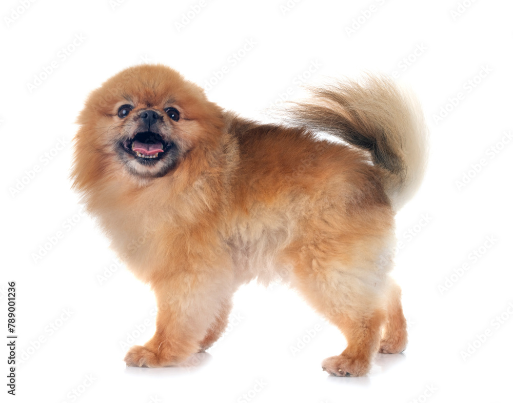 pomeranian in studio pomeranian in studio