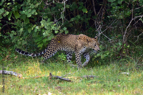 leopard in the tree