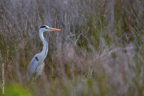 great blue heron
