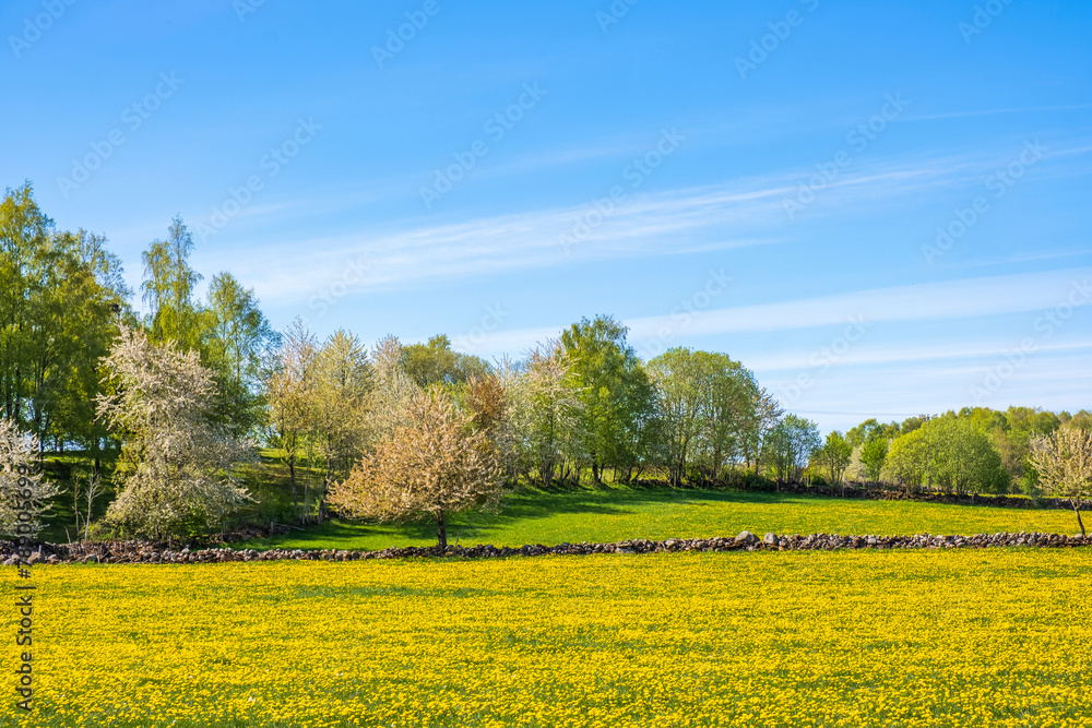 Rural landscape with flowering dandelions and fruit trees
