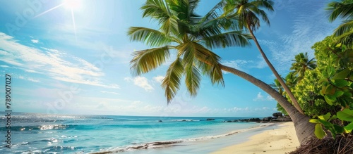Palm tree and tropical shore