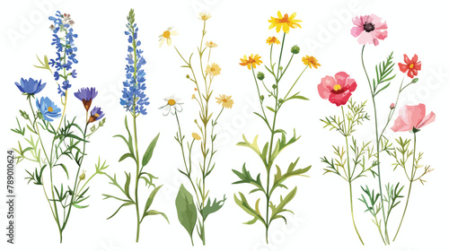 Set of Four wild meadow herbs blooming flowers 