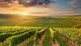 Golden Horizons: Sunset Splendor in the Vineyard