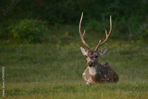 deer in the forest