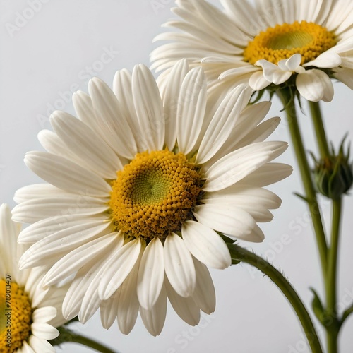 Daisy flowers on white background 