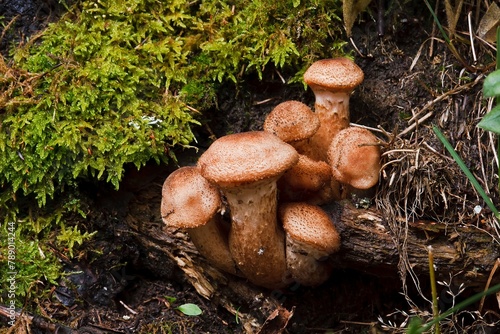 Blocked wild mushrooms on a green meadow photo