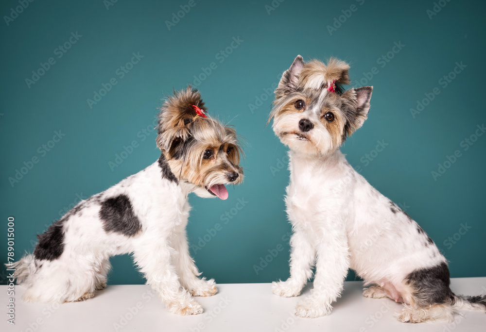 two cute yorkshire terrier dogs together.