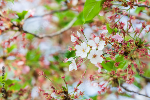 White cherry blossom leaves of King cherry tree. Prunus × yedoensis,  Cerasus × yedoensis, Prunus nudiflora photo