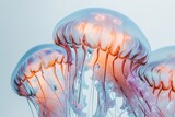 A close-up of vibrant jellyfish floating in blue water, their tentacles trailing delicately.