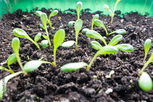 Seedlings of flowers and vegetables in nutritious soil. Close-up. Macro photography. Selective focus. Agriculture, floriculture