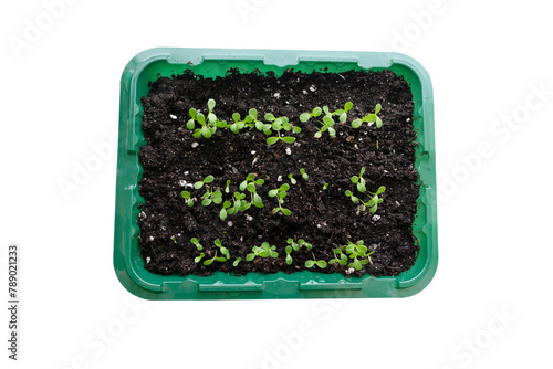 A tray with seedlings of flowers or vegetables in nutritious soil. Isolated image on a white background. Top view. Agriculture