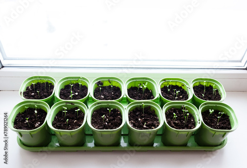 Seedlings of flowers and vegetables in special pots on the window. Preparing for the summer season. Agriculture, floriculture