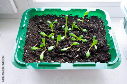 Seedlings of flowers and vegetables in nutrient soil in a tray on the window. Preparing for the summer season. Agriculture, floriculture