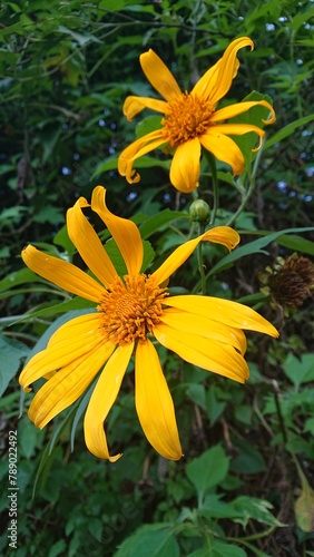 yellow flower 