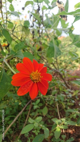 Pretty flower
