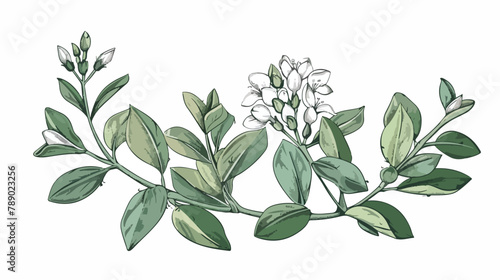 Pretty botanical drawing of blooming licorice plant white