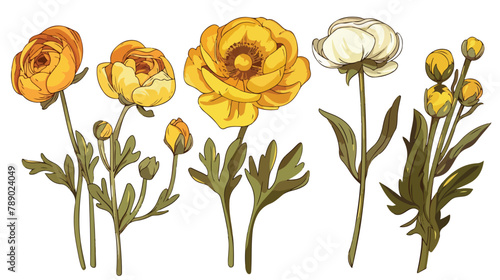 Ranunculus and buttercup flowers and buds isolated on photo