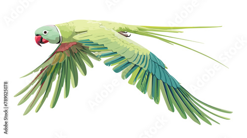 Ringnecked parrot flying. Tropical Indian ringneck white photo