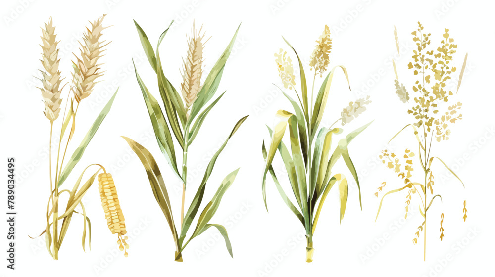 Fototapeta premium Set of Four cereal plants. Crops of barley rye corn background