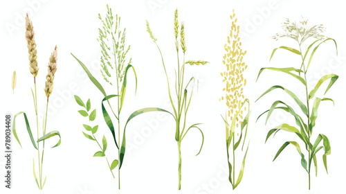 Set of Four cereal plants. Crops of barley rye corn background