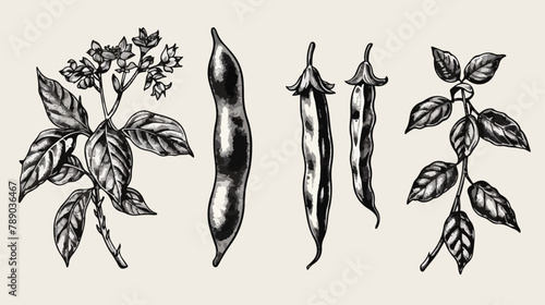 Set of Four elegant realistic drawings of black beans photo