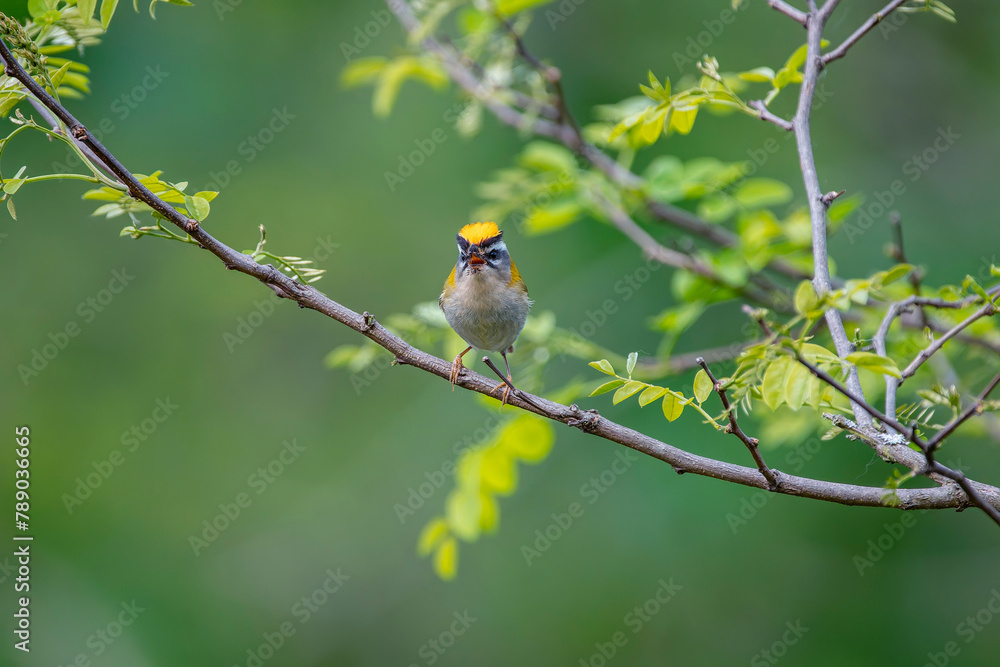Common firecrest singing on a branch. Common firecrest singing on a branch.