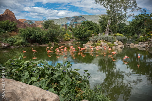 Pink flamingo in an amusement park in Vietnam photo