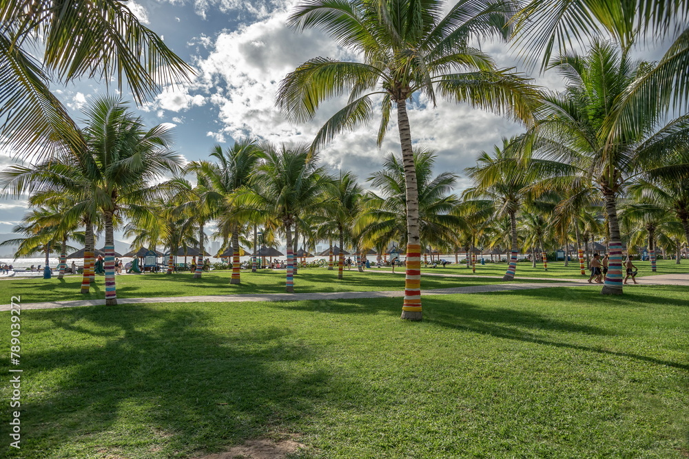 Palm tree with large leaves in a tropical country against a blue sky Palm tree with large leaves in a tropical country against a blue sky