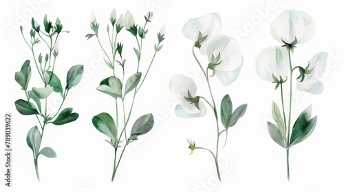 watercolor illustration of a sprig of white sweet pea flowers on a white background, summer botanical drawing for wedding invitations or cards, print