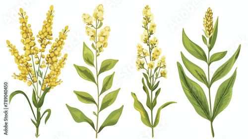 Set of Four quinoa flowering plants or inflorescences photo