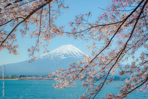 Mount Fuji in springtime with cherry tree in full bloom,at Lake kawaguchiko in japan.