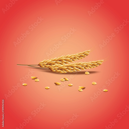 Oats, wheat, cereal plant with dry texture and seeds. Agriculture and harvesting wholegrain product Vector
