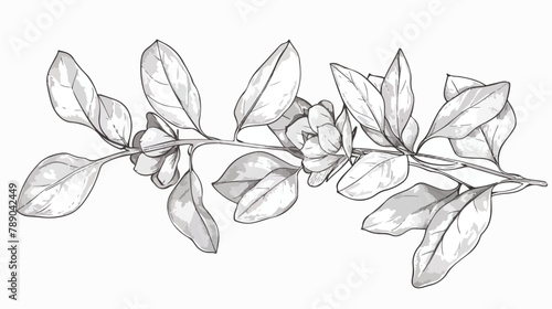Sketch of blooming eucalyptus flower. Outlined drawin photo