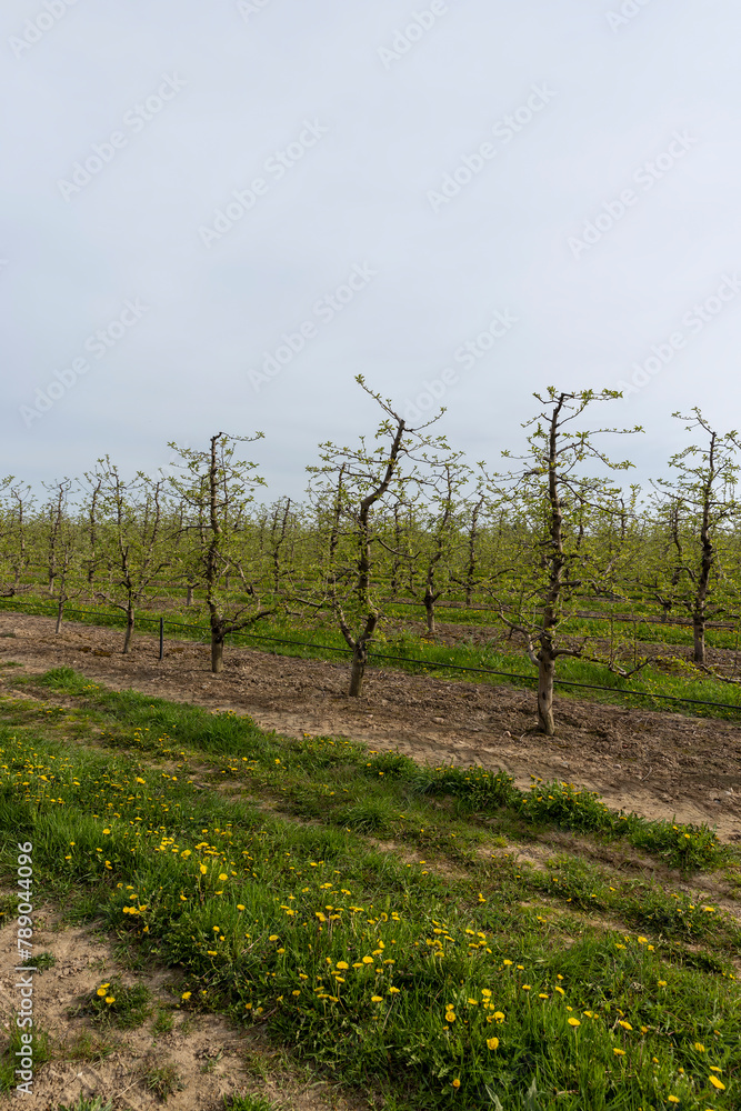 apple trees in the orchard in cloudy weather apple trees in the orchard in cloudy weather