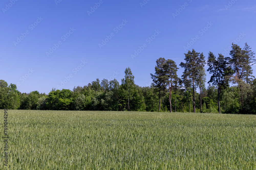 green wheat cereals in the field in summer before ripening green wheat cereals in the field in summer before ripening
