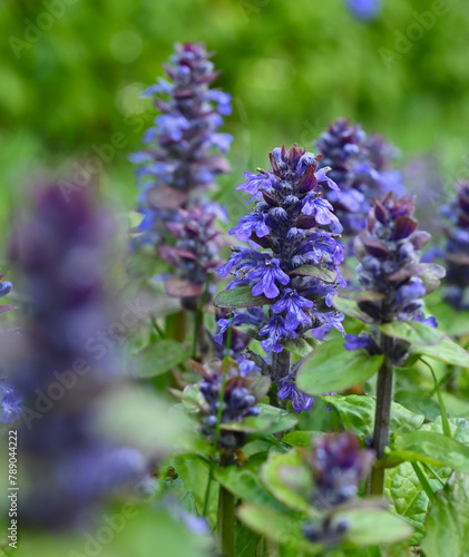 Beautiful close-up of ajuga reptans photo