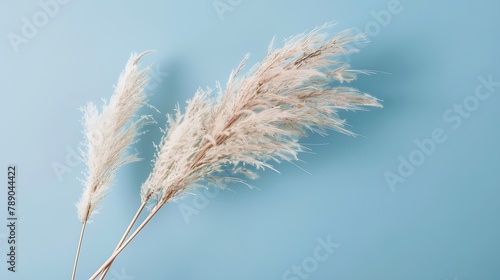 pampas grass branch on blue background natural background minimal stylish concept new trendy home decor selective focus : Generative AI