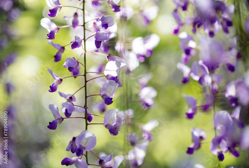 luxuriant wisteria flowers background in outdoors photo