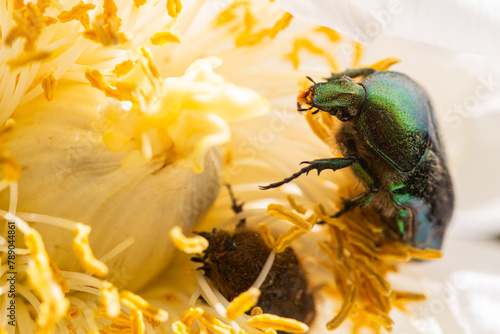 macro of green beetle on peony flower