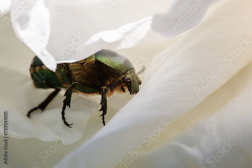 green beetle inside peony petals